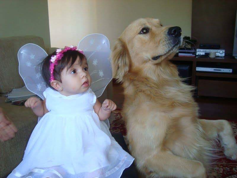 Billie é um cachorro treinado para realizar terapia (Foto: Reprodução)